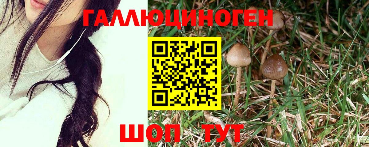 Псилоцибиновые грибы мицелий Артёмовский